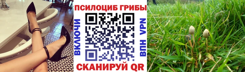 Псилоцибиновые грибы Cubensis Богородск